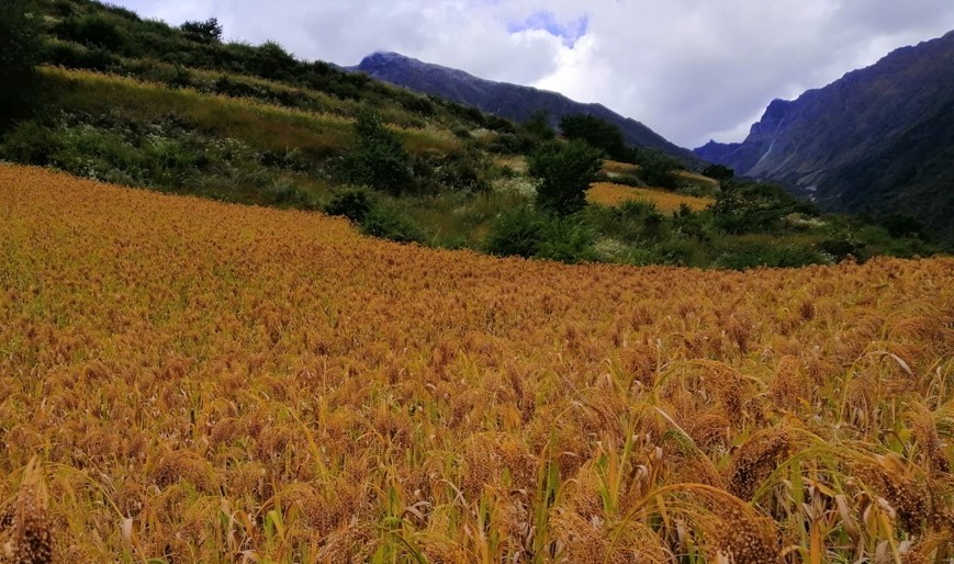 हुम्लामा कृषि बालीको उत्पादन १५ प्रतिशतसम्म वृद्धि